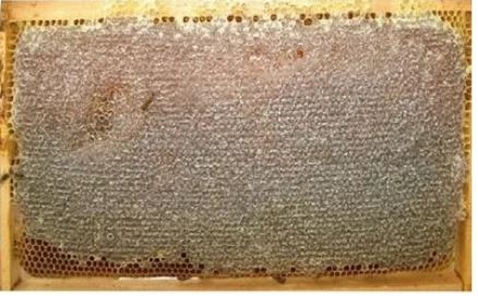 Kars Balı - Petek balı 1 Kg fiyatı
